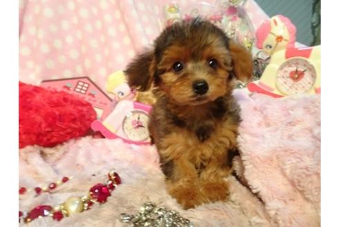 成約済の静岡県のミックス犬-46400の1枚目