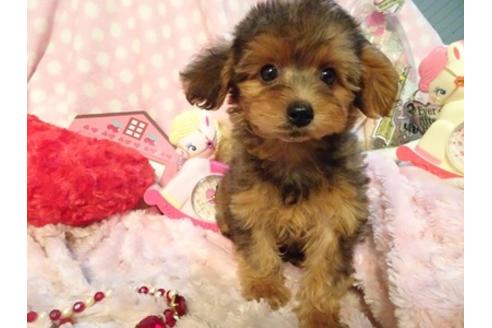 成約済の静岡県のミックス犬-46400の2枚目