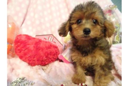 成約済の静岡県のミックス犬-46400の3枚目