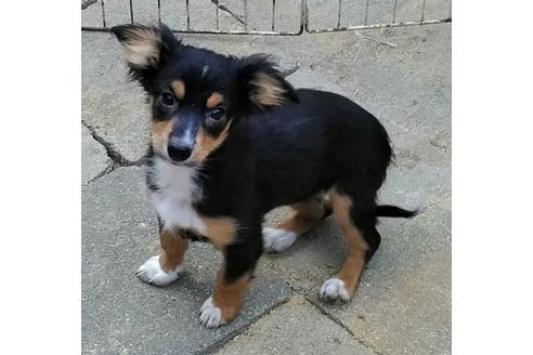 成約済の岐阜県のミックス犬-44631の3枚目