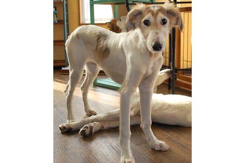 成約済の京都府のミックス犬-46494の1枚目