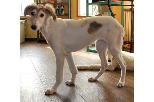 成約済の京都府のミックス犬-46494の2枚目