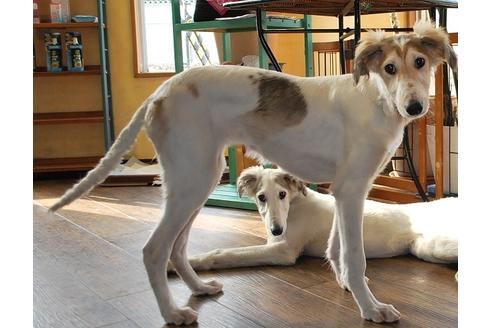 成約済の京都府のミックス犬-46494の3枚目