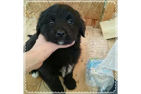 成約済の北海道のその他の犬種-44932の5枚目