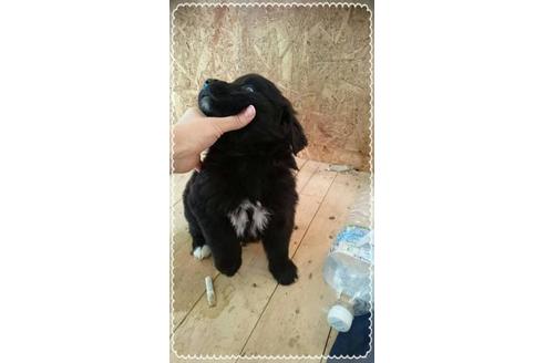 成約済の北海道のその他の犬種-44932の2枚目