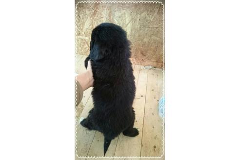 成約済の北海道のその他の犬種-44932の1枚目