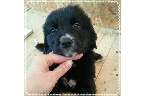 成約済の北海道のその他の犬種-44935の5枚目