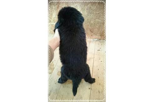 成約済の北海道のその他の犬種-44935の1枚目