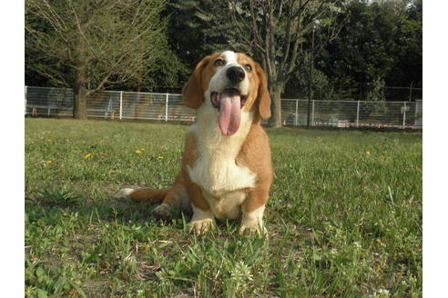 成約済の神奈川県のミックス犬-36374の4枚目