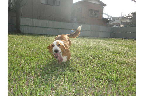 成約済の神奈川県のミックス犬-36374の1枚目