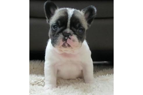 子犬
