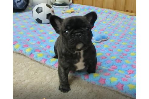 成約済の福岡県のフレンチブルドッグ-46626の2枚目