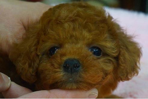 成約済の京都府のトイプードル-46629の3枚目