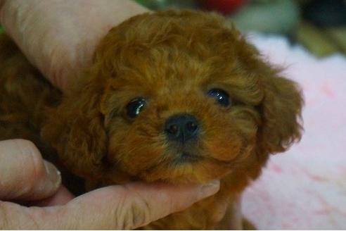 成約済の京都府のトイプードル-46629の2枚目