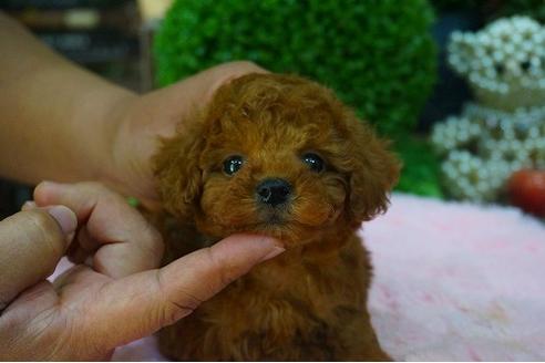 成約済の京都府のトイプードル-46629の1枚目