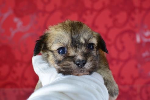 成約済の千葉県のミックス犬-46694の4枚目