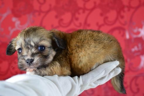 成約済の千葉県のミックス犬-46694の1枚目
