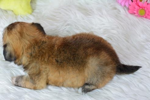 成約済の千葉県のミックス犬-46694の3枚目