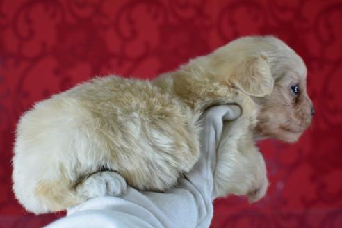 成約済の千葉県のミックス犬-46695の3枚目