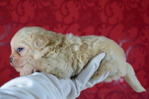 成約済の千葉県のミックス犬-46695の4枚目