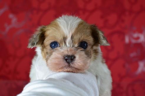 成約済の千葉県のミックス犬-46696の2枚目