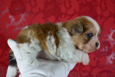 成約済の千葉県のミックス犬-46696の3枚目