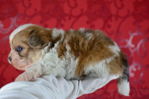 成約済の千葉県のミックス犬-46696の4枚目