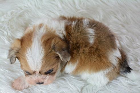 成約済の千葉県のミックス犬-46696の1枚目
