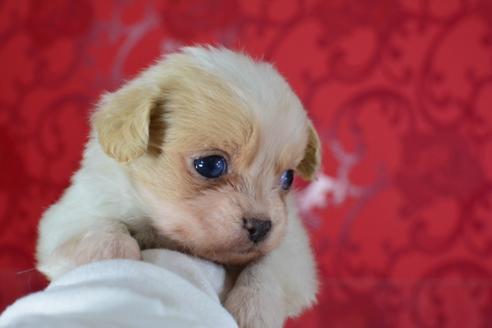 成約済の千葉県のミックス犬-46697の3枚目