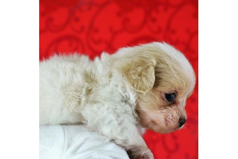 成約済の千葉県のミックス犬-46697の4枚目