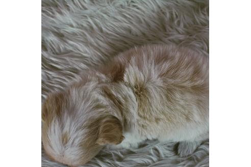 成約済の千葉県のミックス犬-46697の2枚目
