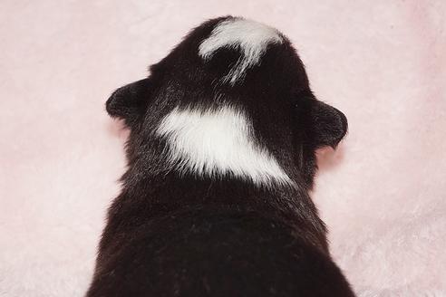 成約済の鹿児島県のウェルシュコーギーペンブローク-46717の1枚目