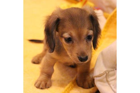 成約済の愛知県のカニンヘンダックスフンド(ロングヘアード)-44053の4枚目