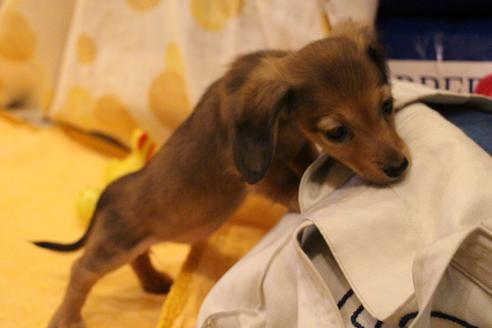 成約済の愛知県のカニンヘンダックスフンド(ロングヘアード)-44053の3枚目