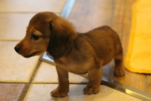 成約済の愛知県のカニンヘンダックスフンド(ロングヘアード)-44053の2枚目