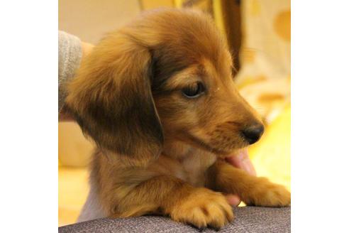 成約済の愛知県のカニンヘンダックスフンド(ロングヘアード)-44055の5枚目