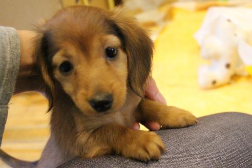 成約済の愛知県のカニンヘンダックスフンド(ロングヘアード)-44055の4枚目