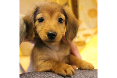 成約済の愛知県のカニンヘンダックスフンド(ロングヘアード)-44055の3枚目