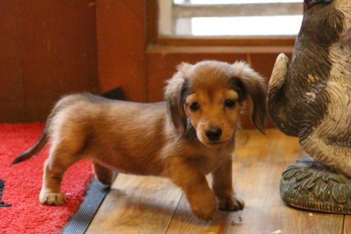成約済の愛知県のカニンヘンダックスフンド(ロングヘアード)-44055の2枚目
