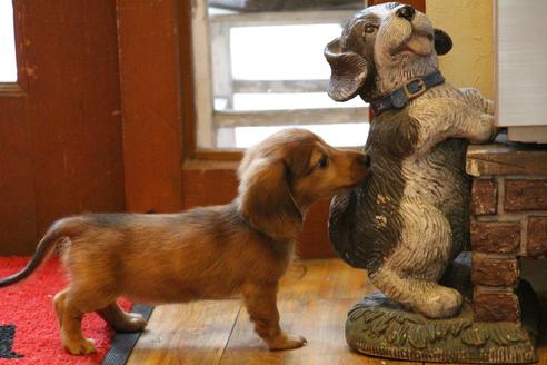 成約済の愛知県のカニンヘンダックスフンド(ロングヘアード)-44055の1枚目