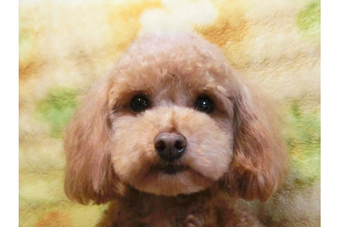 成約済の千葉県のトイプードル-46722の5枚目