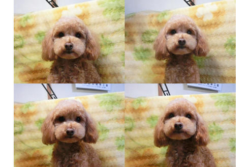成約済の千葉県のトイプードル-46722の3枚目