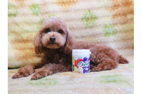 成約済の千葉県のトイプードル-46722の2枚目