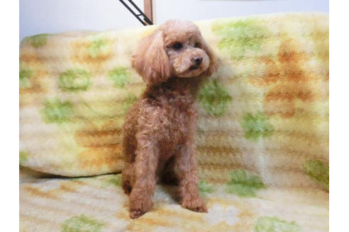 成約済の千葉県のトイプードル-46722の1枚目