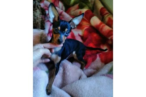 成約済の岐阜県のミックス犬-35928の1枚目