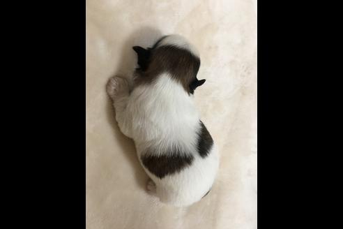 成約済の大阪府のシーズー-46767の3枚目