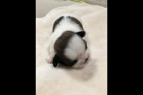 成約済の大阪府のシーズー-46767の2枚目