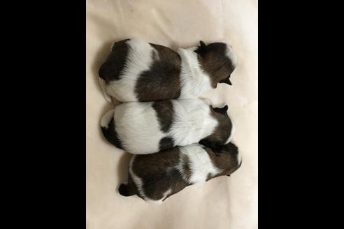 成約済の大阪府のシーズー-46769の2枚目