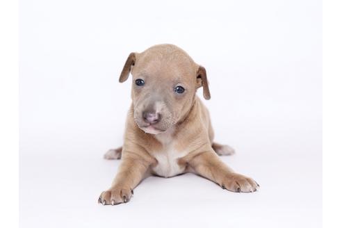 成約済の栃木県のイタリアングレーハウンド(イタグレ)-46773の1枚目