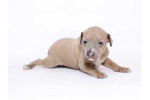 成約済の栃木県のイタリアングレーハウンド(イタグレ)-46773の2枚目